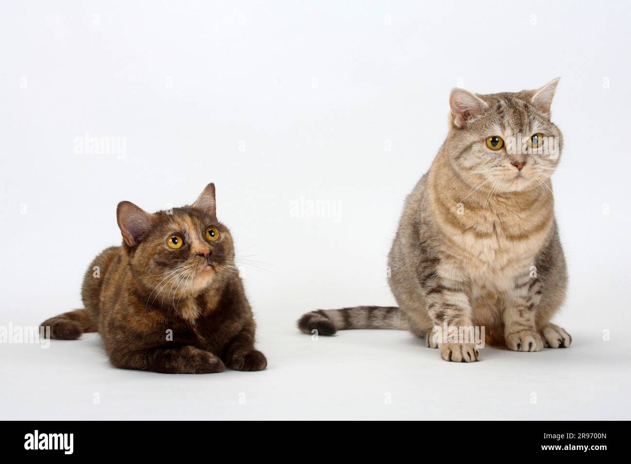 British shorthair cats, chocolatetortie and chocolatesilvertabby