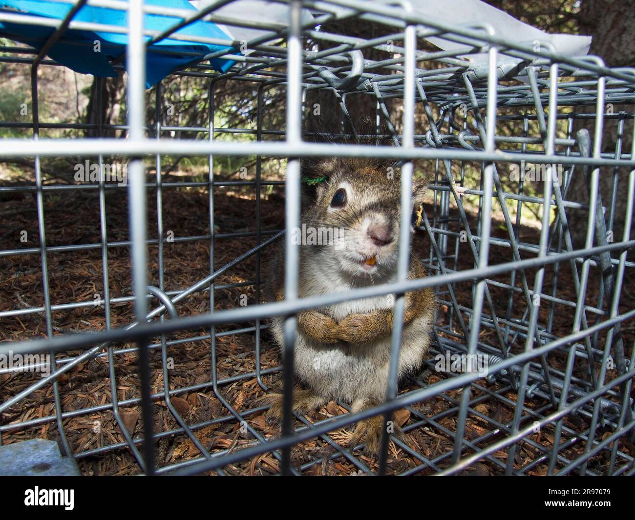 https://c8.alamy.com/comp/2R97079/red-squirrel-in-trap-kluane-national-park-yukon-canada-tamiasciurus-hudsonicus-2R97079.jpg