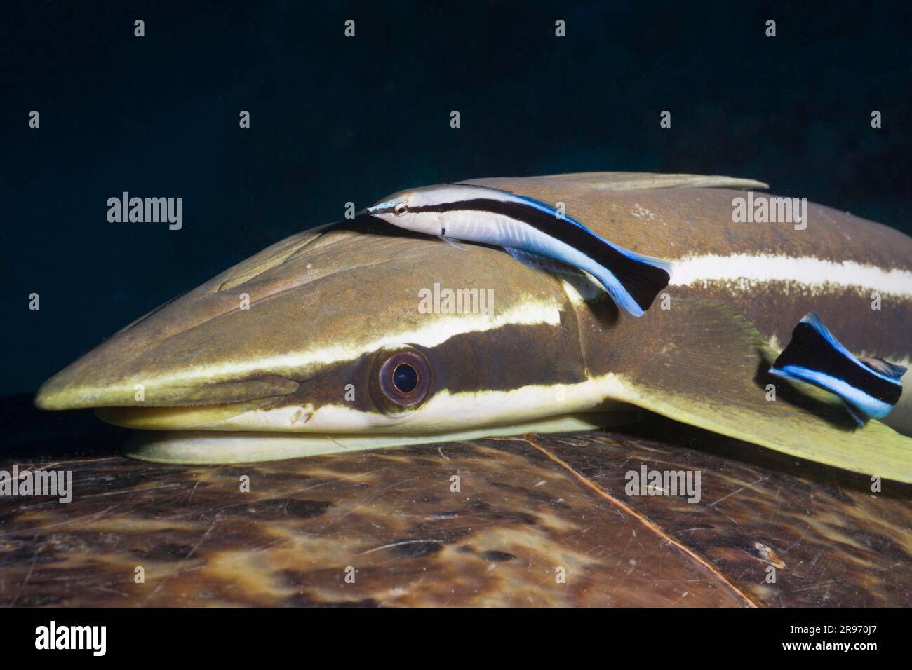 Whitefin Sharksucker at Tortoise shell and Bluestreak Cleaner Wrasse (Labroides dimidiatus), Red Sea, Egypt (Echeneis naucrates) Stock Photo