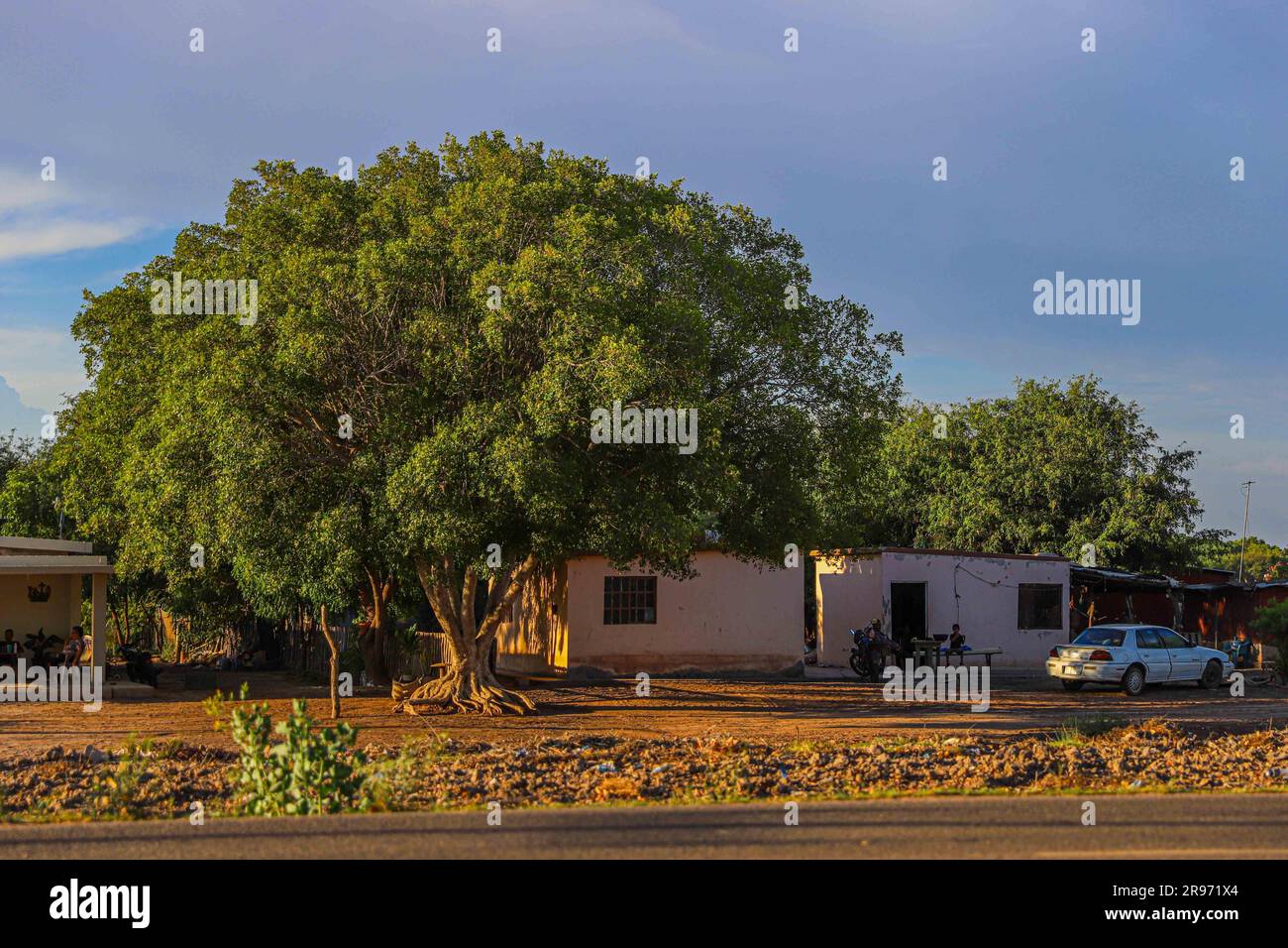 árbol de mayo hi-res stock photography and images - Alamy