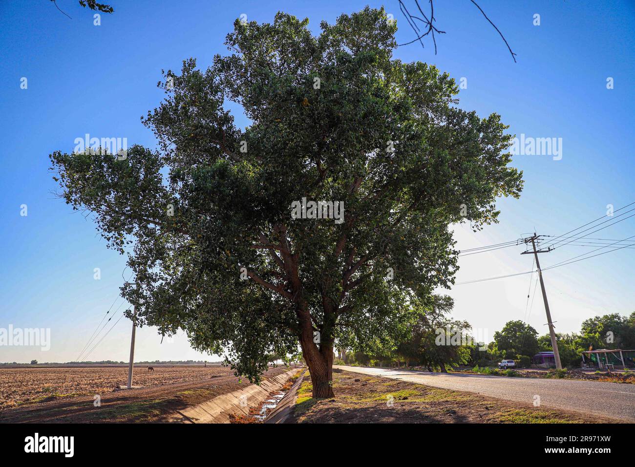 árbol de mayo hi-res stock photography and images - Alamy