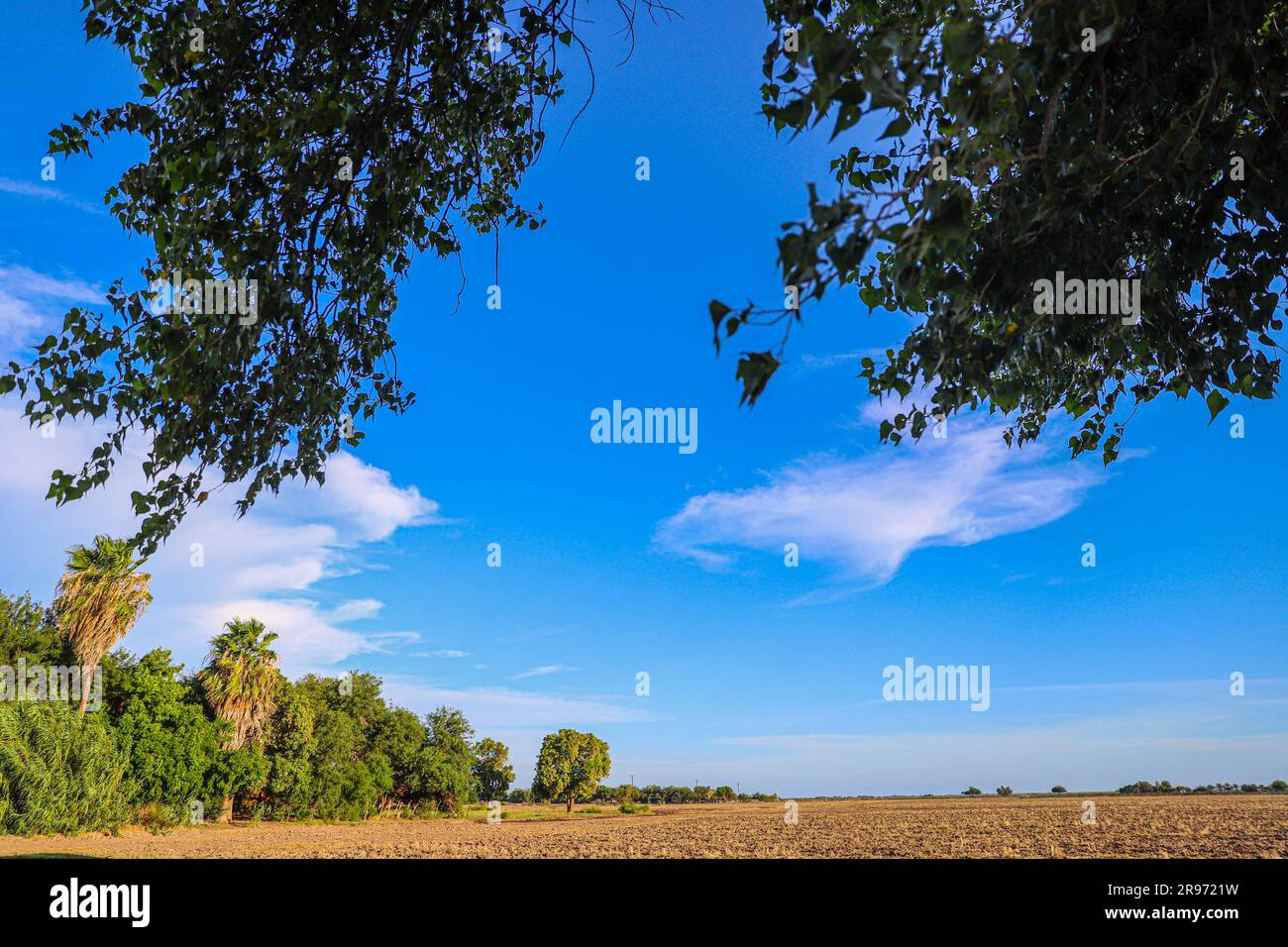 árbol de mayo hi-res stock photography and images - Alamy