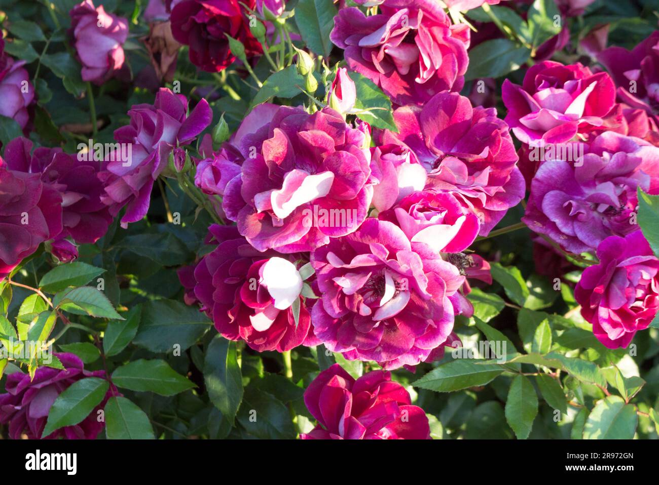 Flowerbed with blooming roses. Flowers of different colors. Element of ...