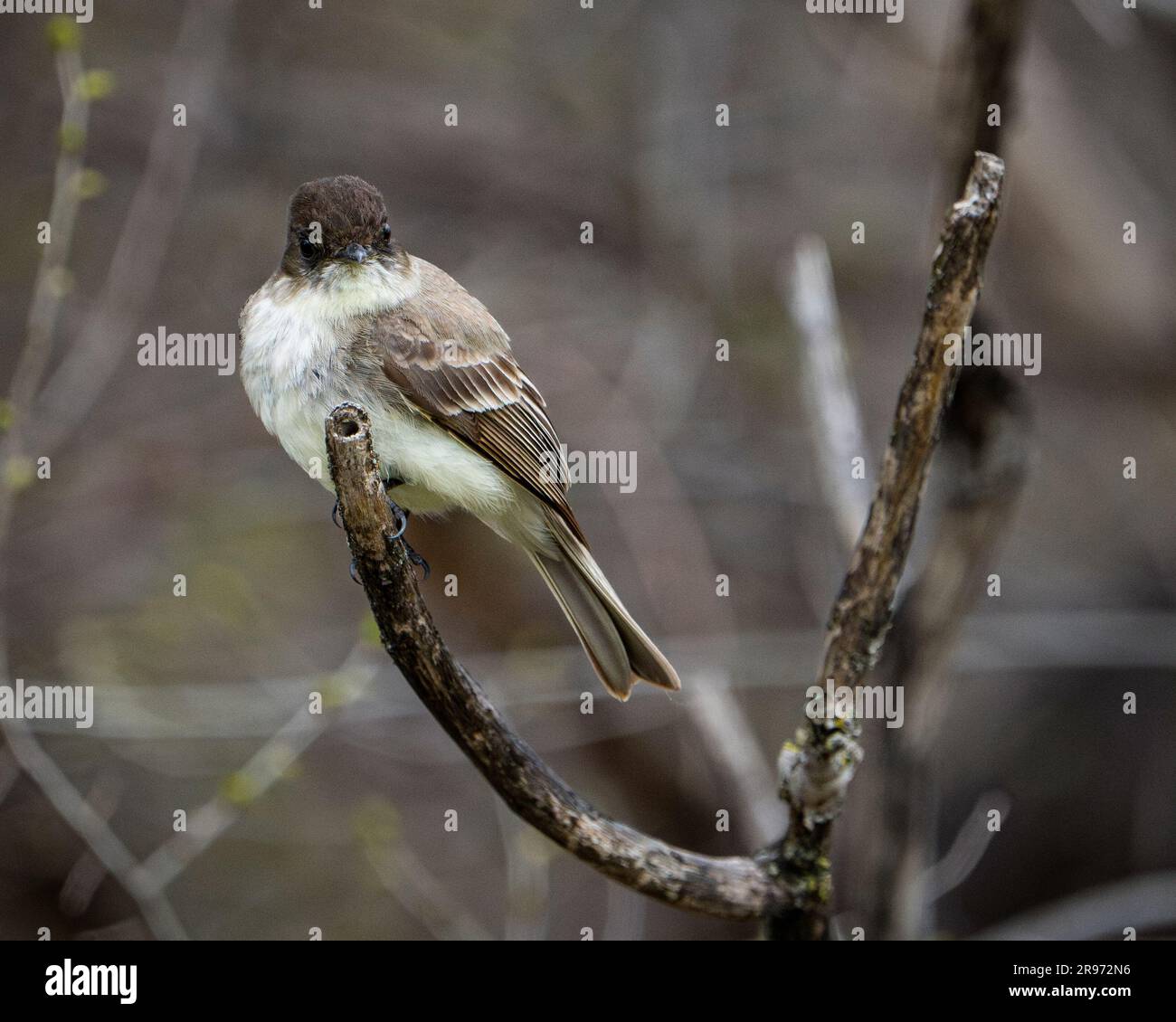 Perched Eastern phoebe in a city park. Stock Photo