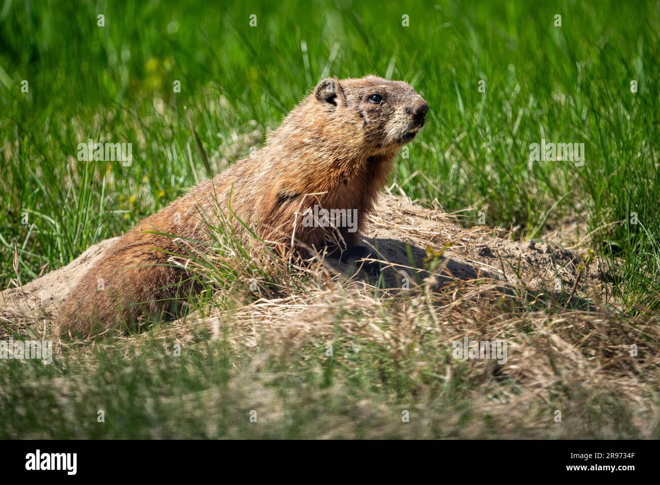 Groundhog at the entrance of its burrow in a grass field on the side of the road. Stock Photo