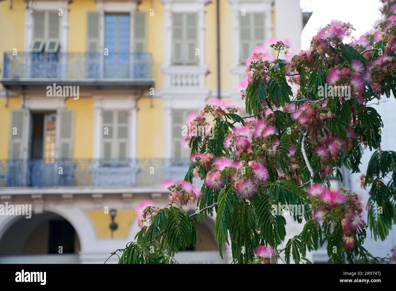 Beautiful pink silk tree aka albizia julibrissin in the old town of Nice, France Stock Photo