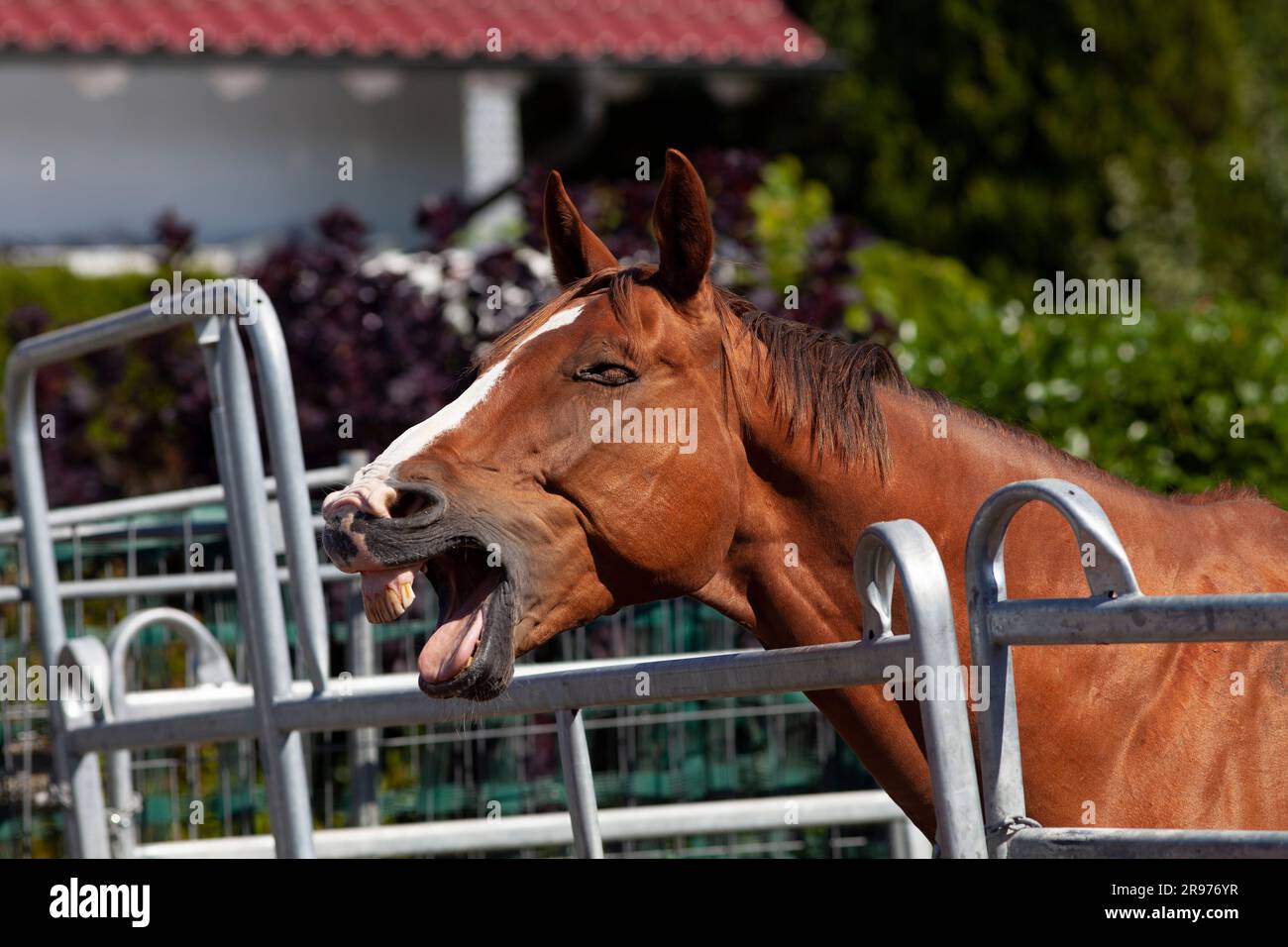 Funny horse yawn and smile Stock Photo