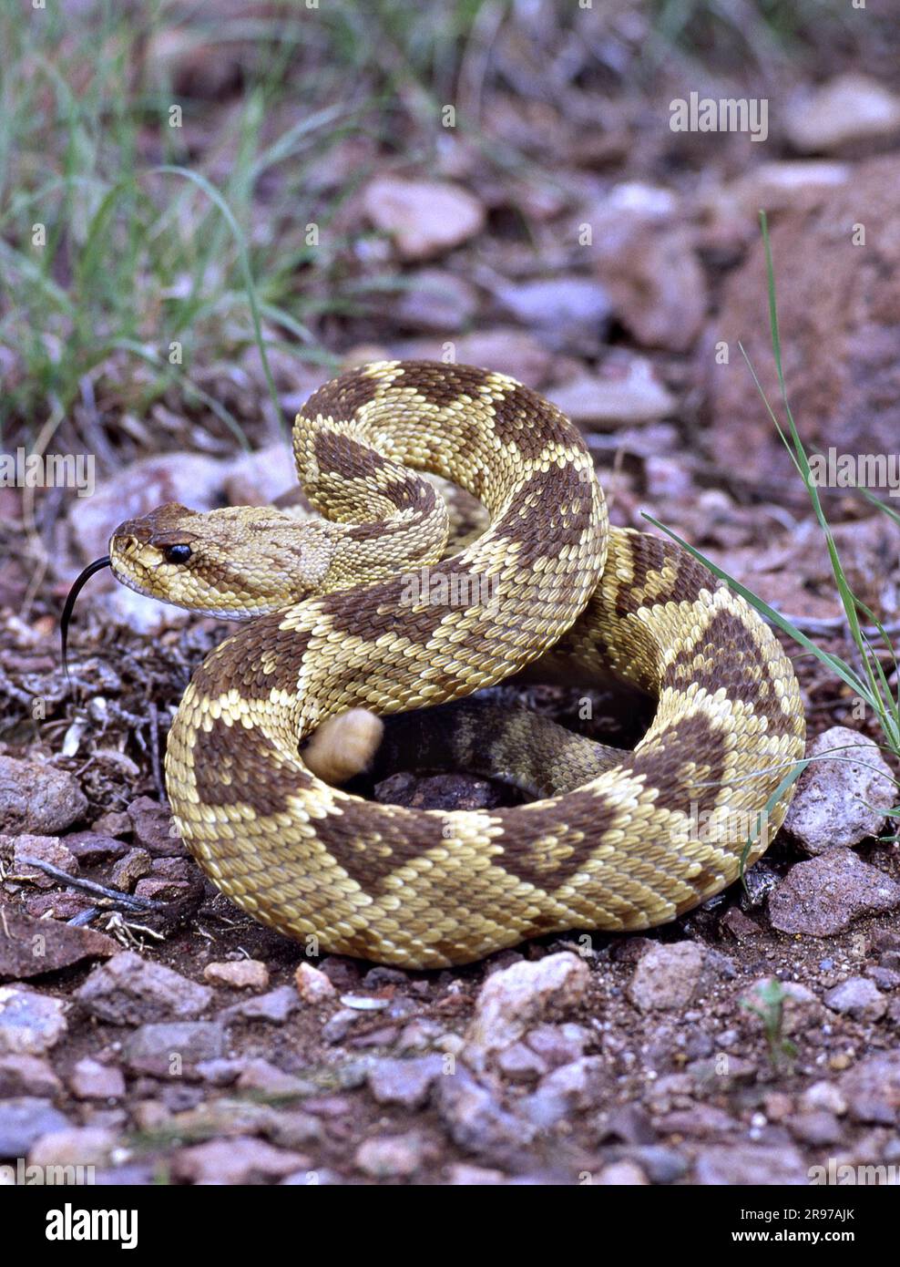 Blacktail rattle snake coiled and ready to strike in the Chiricahua mountains in southern Arizona. Stock Photo