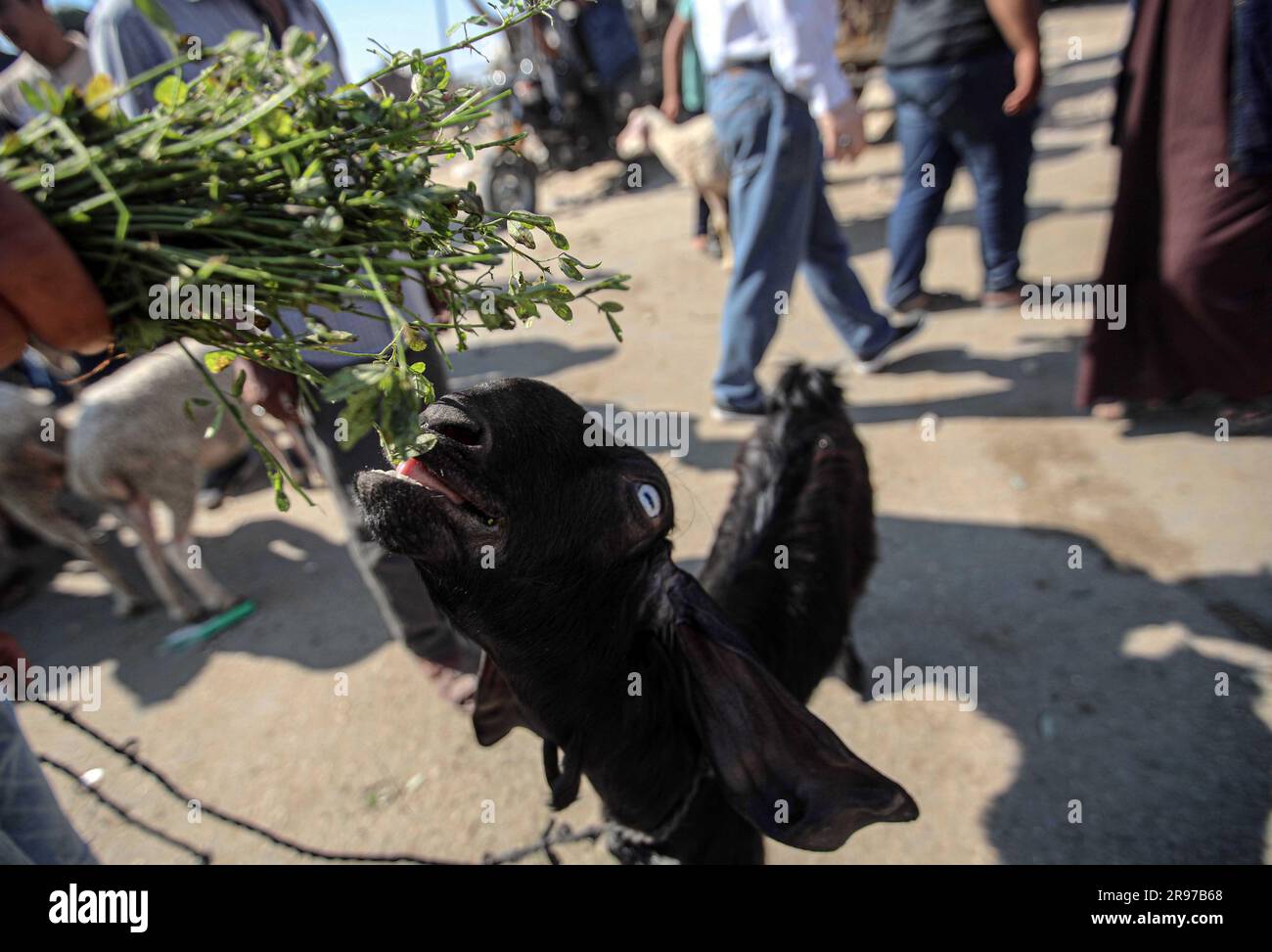 June 22, 2023, Gaza City, The Gaza Strip, Palestine Palestinian