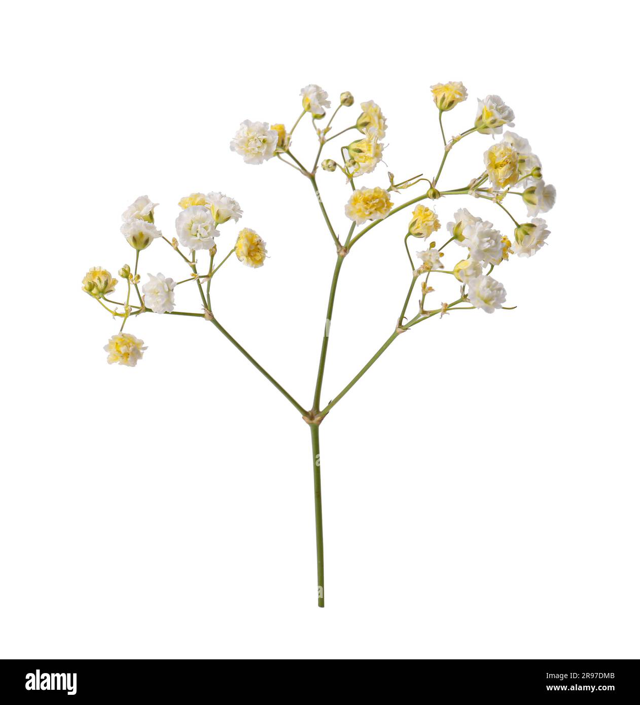 Beautiful color gypsophila twig isolated on white Stock Photo Alamy