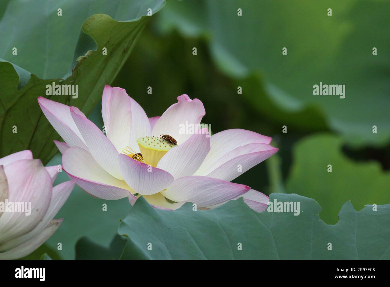 Lotus flower, with Blue-banded Bee (Amegilla sp.) San Tin, New Territories, Hong Kong Stock Photo