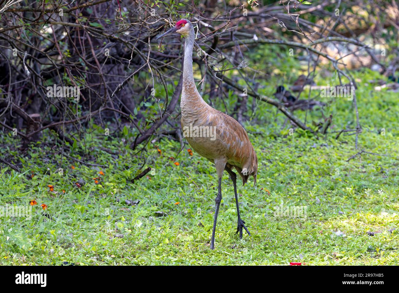 Sandhill cranes in Wisconsin state park. This bird is one of only two North American endemic