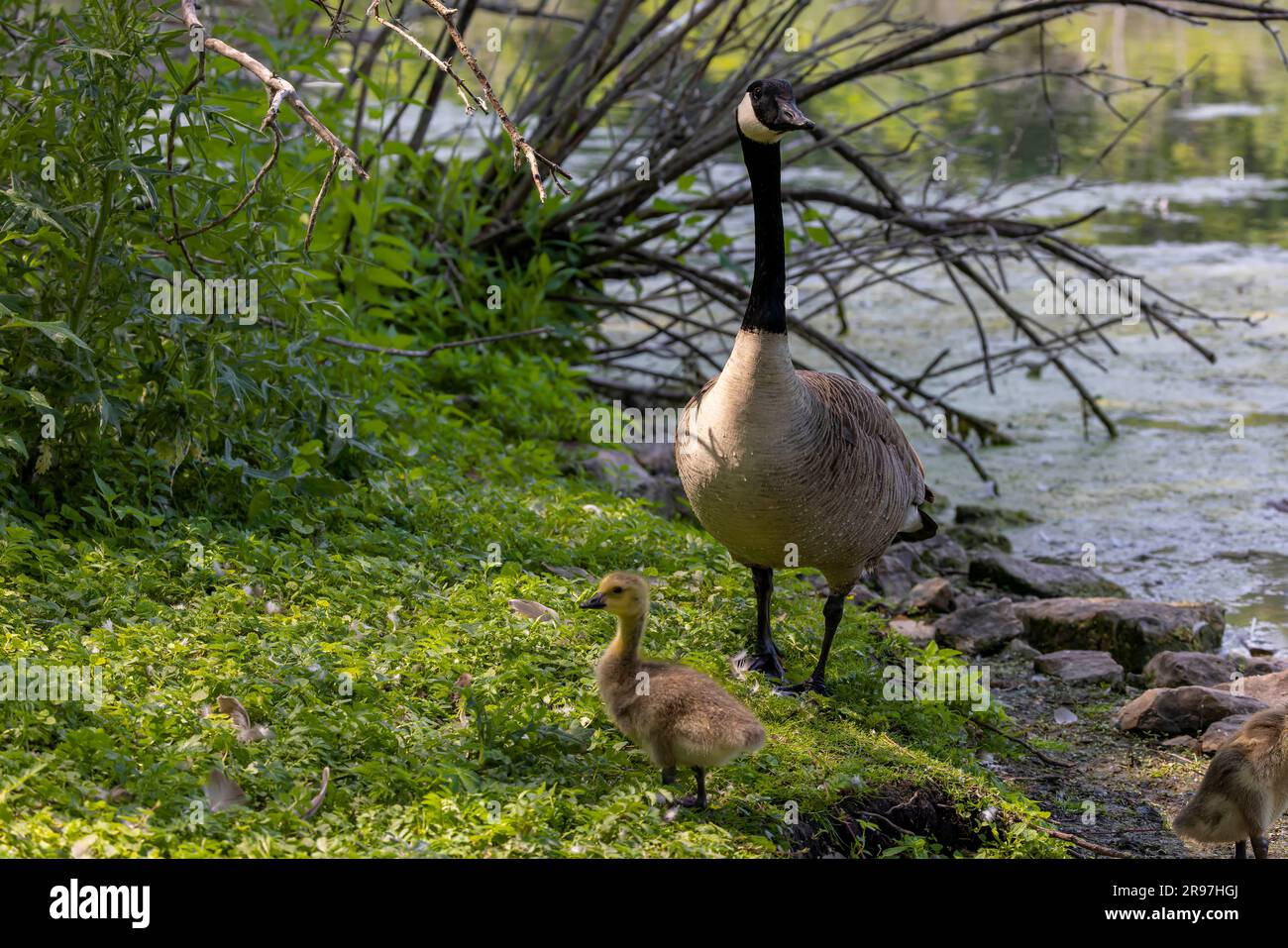 Canada goose ( Branta canadensis) with goslings on the shore of the lake Stock Photo