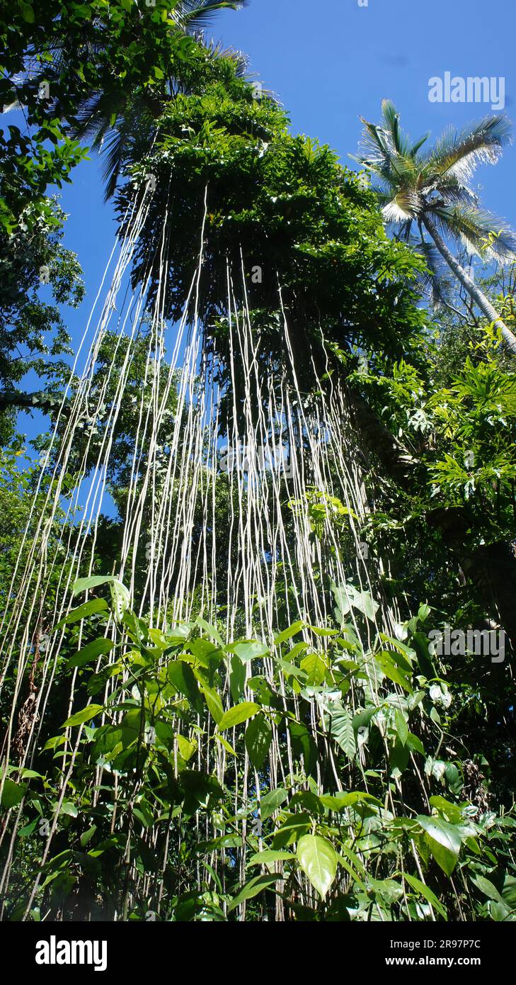 Vines and palm trees in the rainforest of Costa Rica Stock Photo Alamy