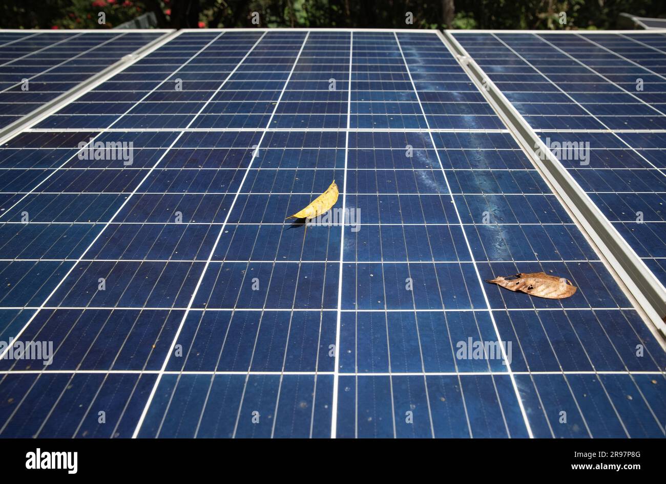 Dry leaves fall on Solar PV Panel Surface. Stock Photo