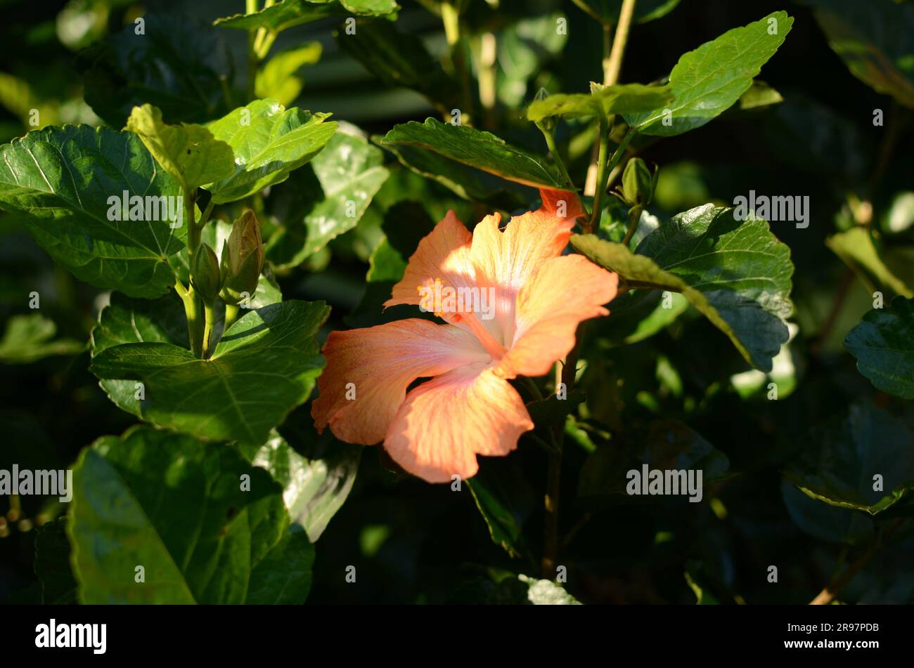 Orange Hibiscus Flower In Botanic Garden. Stock Photo