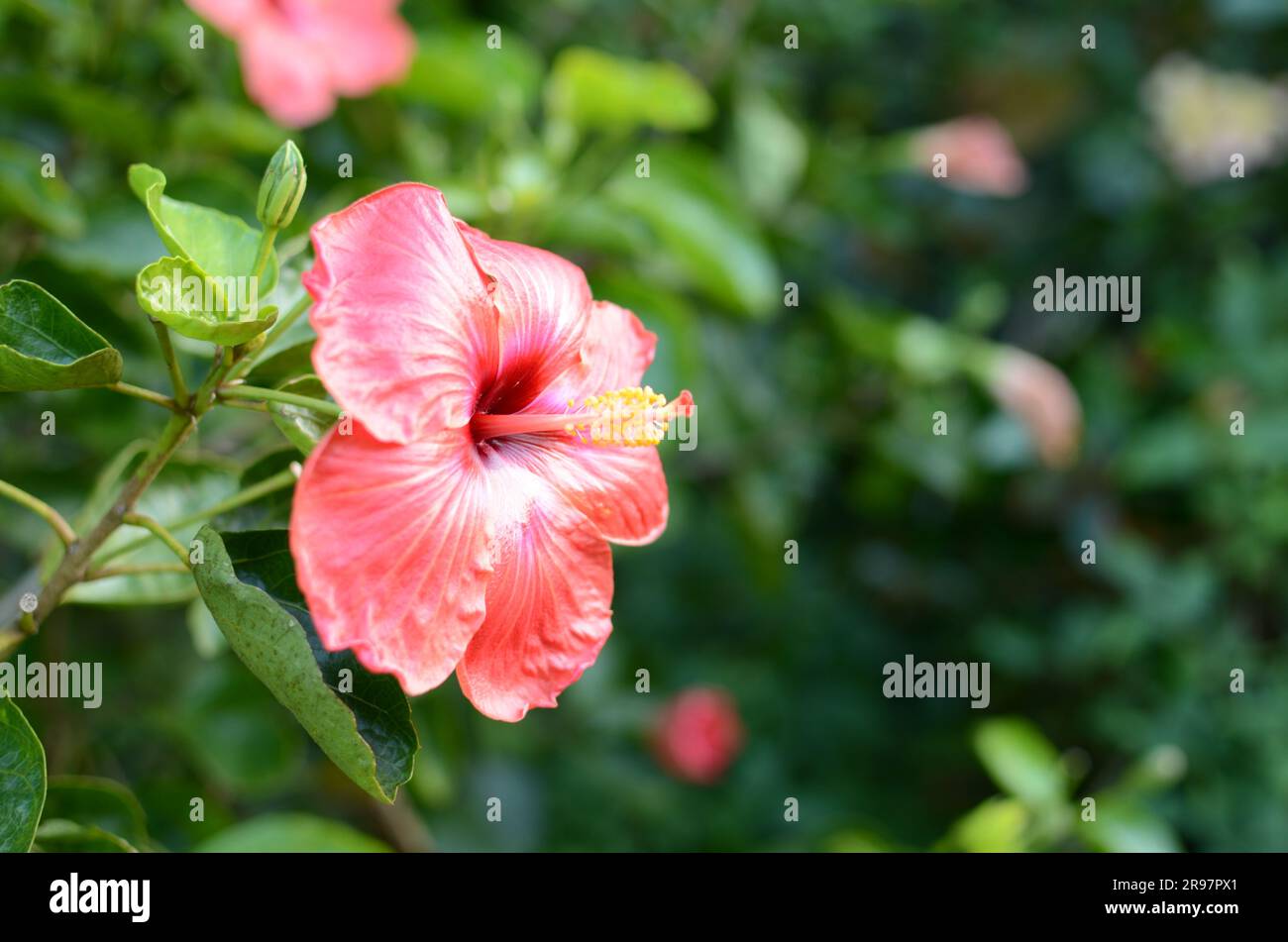 Red Hibiscus Flower In The Auckland Botanic Gardens. Stock Photo