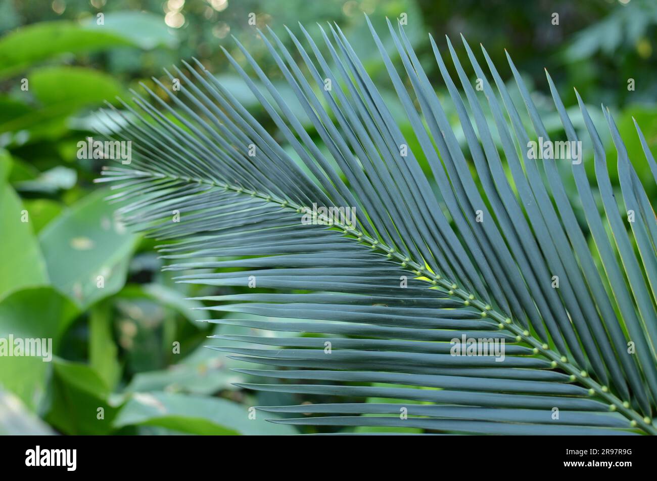 Native New Zealand Palm Tree Stock Photo