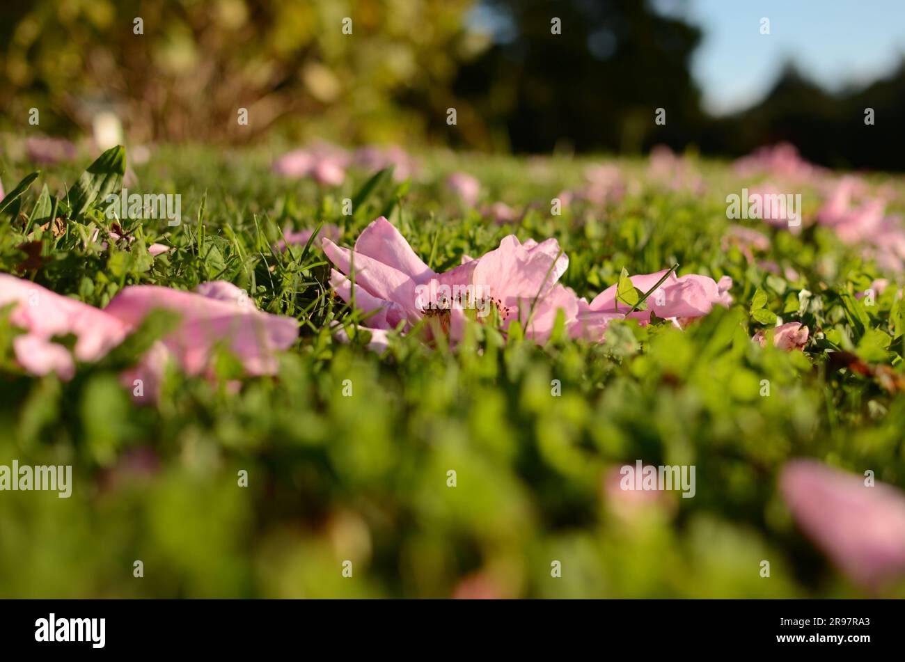 Pink Camellia Flowers On Lawn. Stock Photo