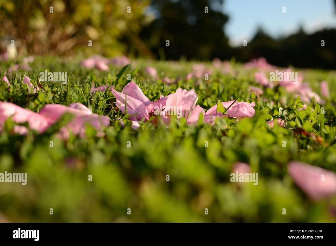 Pink Camellia Flowers On Lawn. Stock Photo