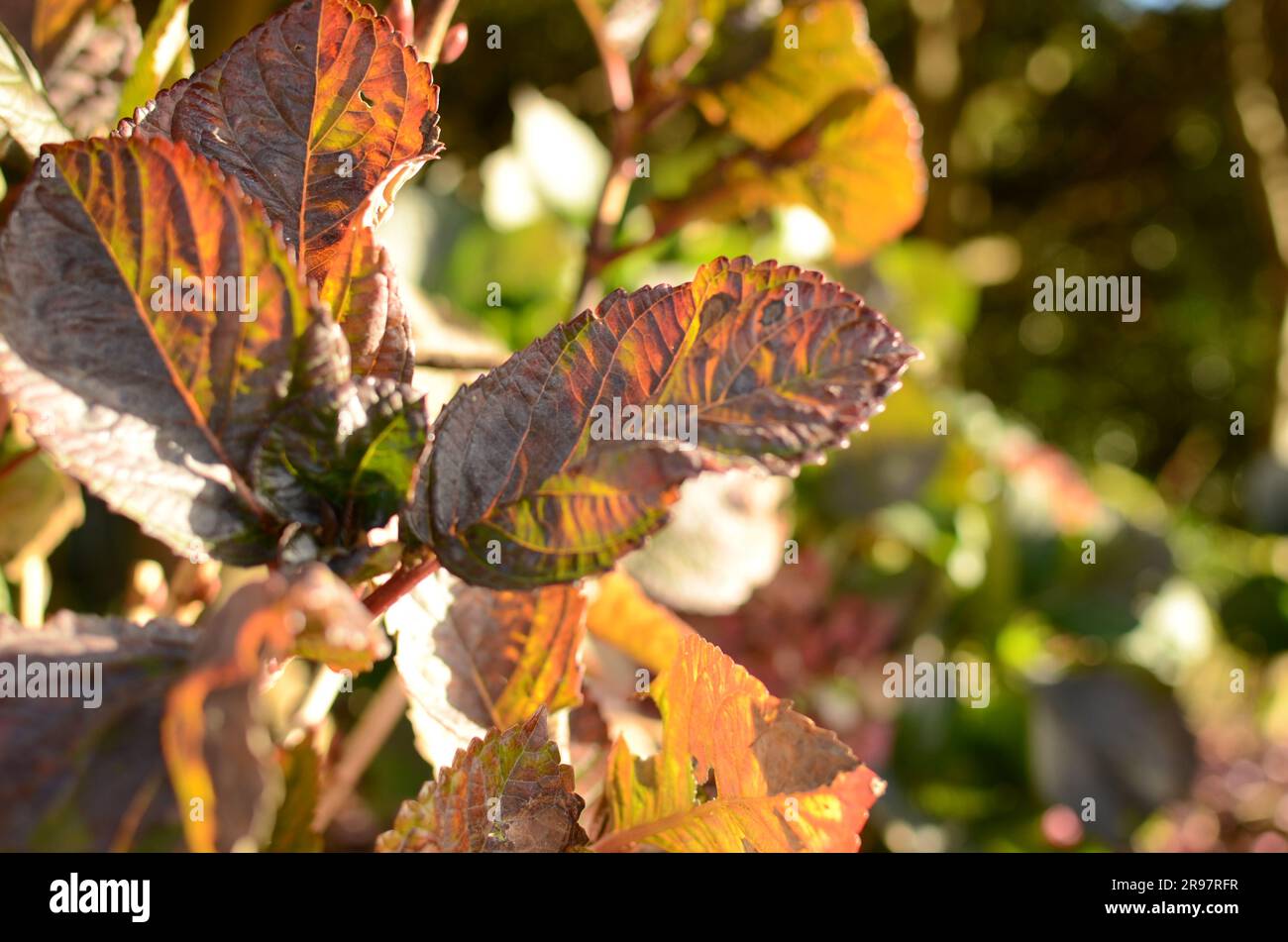 Autumn Leaves On Hydrangea Plant Stock Photo