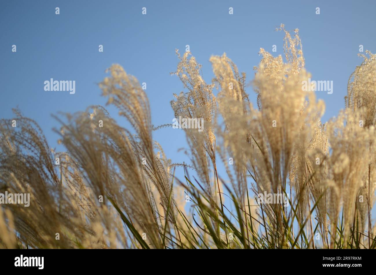 Beach Grass With Blue Sky Background. Stock Photo