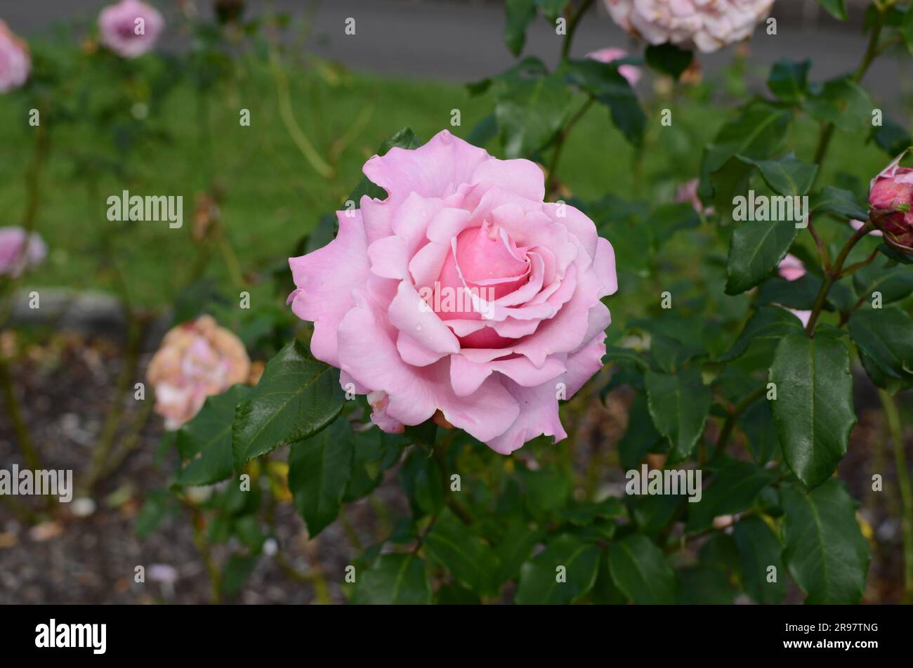 Pink Rose Flower In Auckland Botanic Gardens. Stock Photo