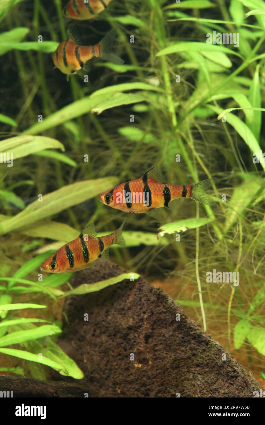 Five Banded Barb [ Desmopuntius pentazona ] small group in planted home aquarium Stock Photo