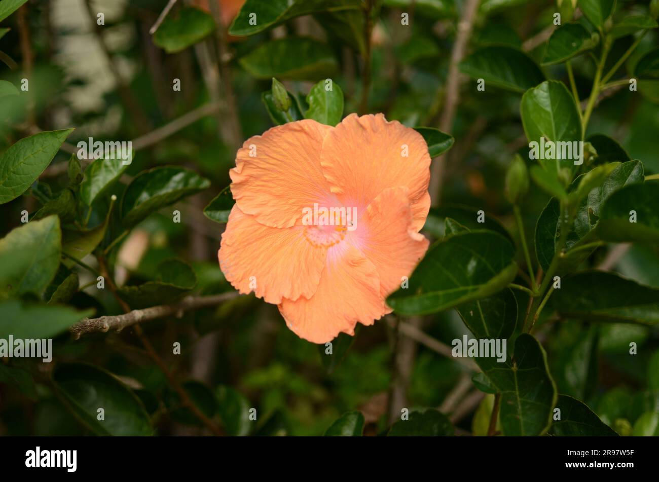 Orange Hibiscus Flower In Botanic Garden. Stock Photo