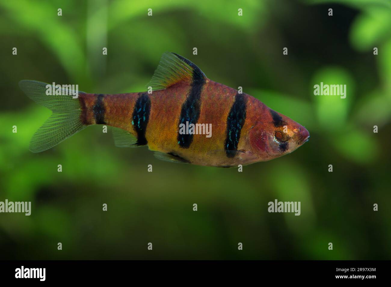 Five Banded Barb [ Desmopuntius pentazona ] fish showing loss of an eye in planted home aquarium Stock Photo