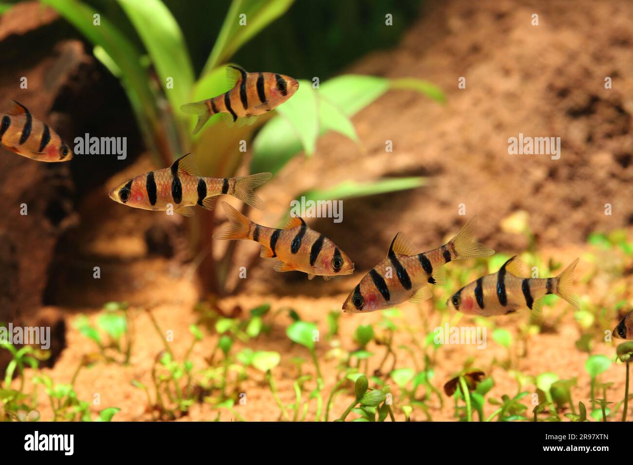 Five Banded Barb [ Desmopuntius pentazona ] shoal  in planted home aquarium Stock Photo