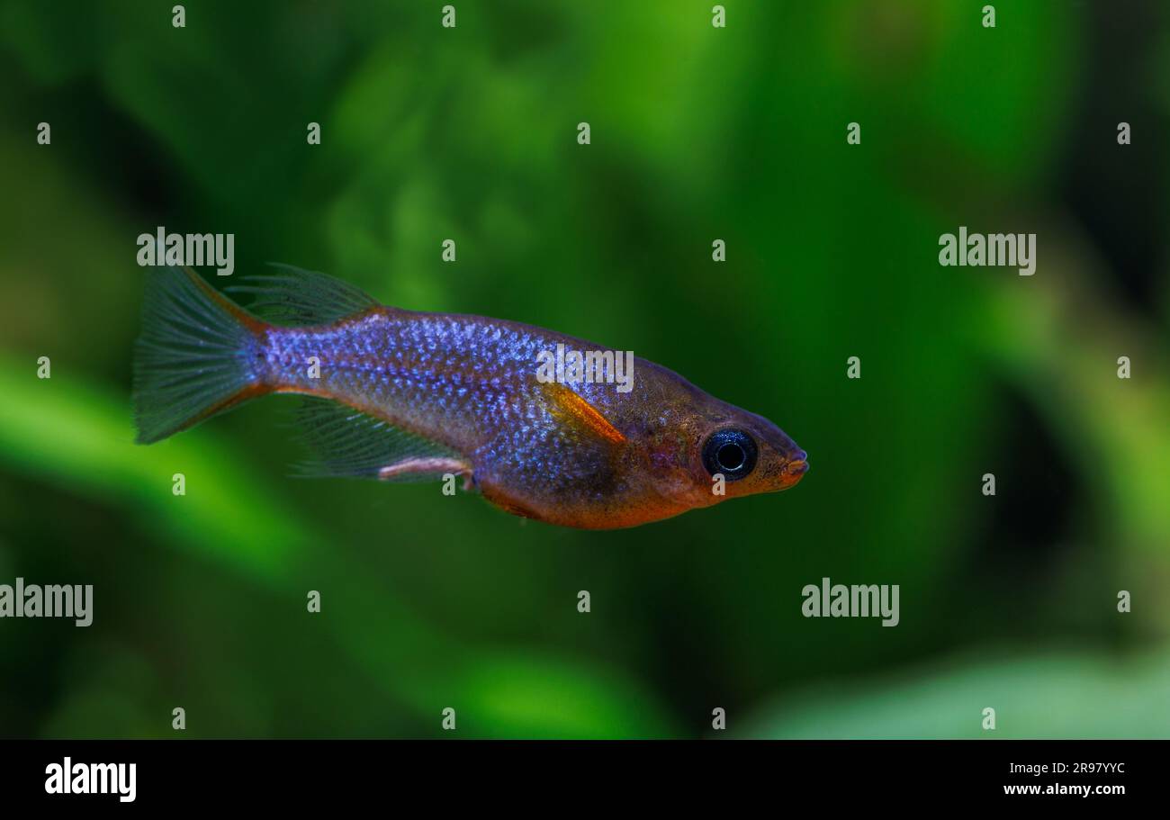 Daisy's Blue ricefish [ Oryzias woworae ] in planted home aquarium Stock Photo