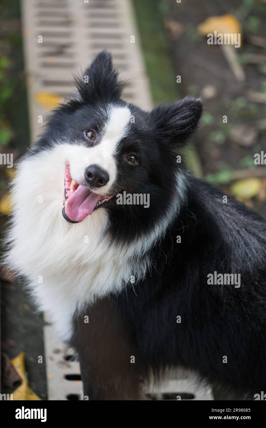 The Border collie happily looking at the camera Stock Photo