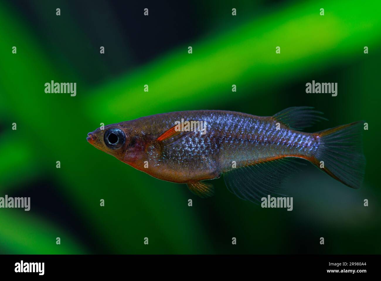 Daisy's Blue ricefish [ Oryzias woworae ] in planted home aquarium Stock Photo