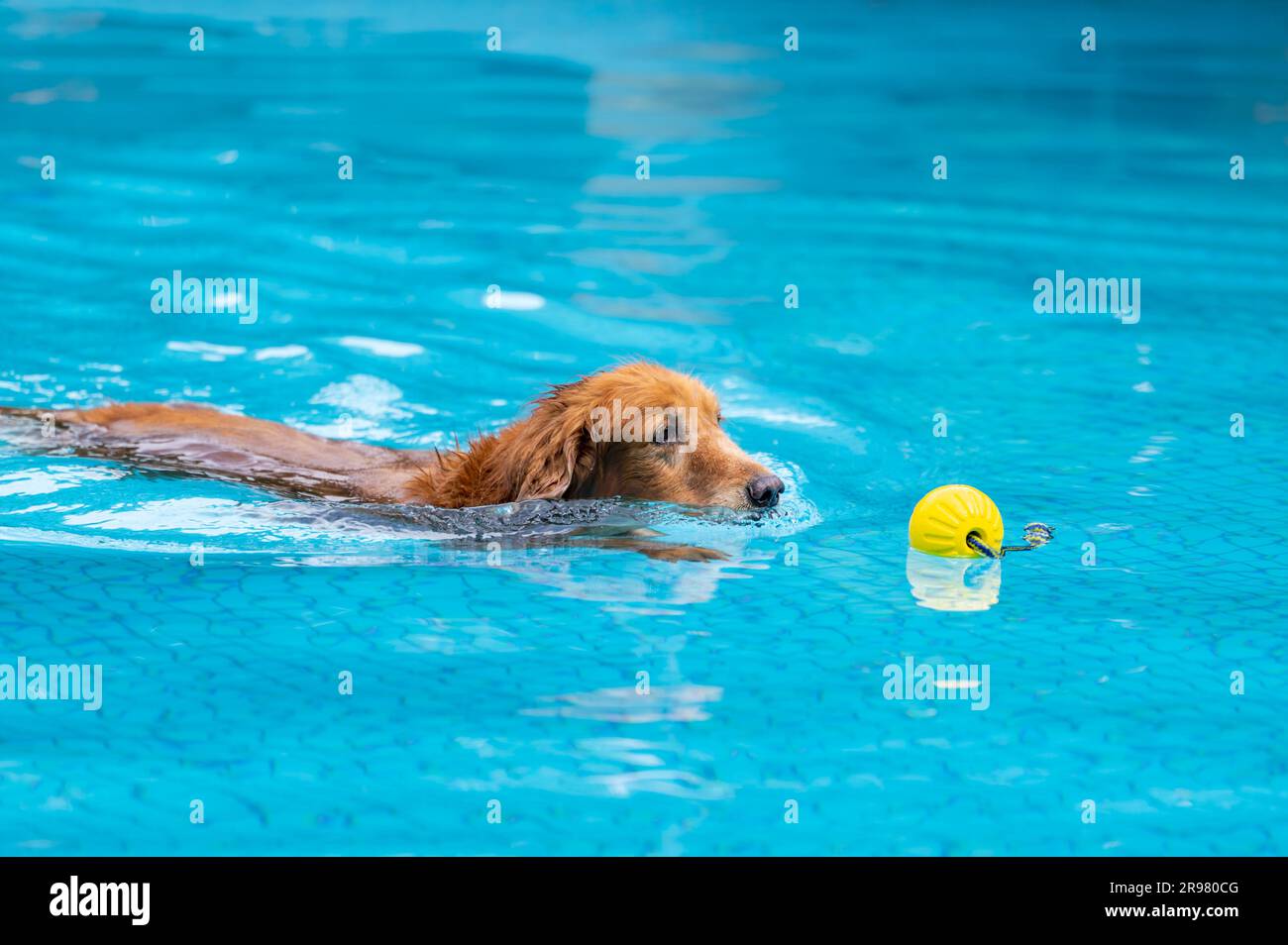 The Golden retriever swimming in the pool Stock Photo - Alamy