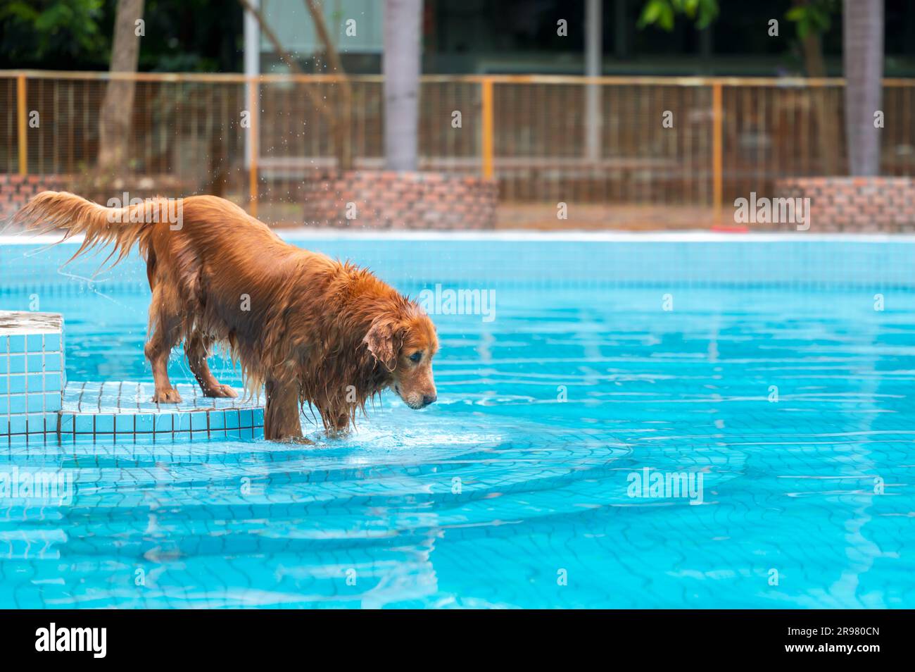 Wet golden retriever playing in the swimming pool Stock Photo Alamy