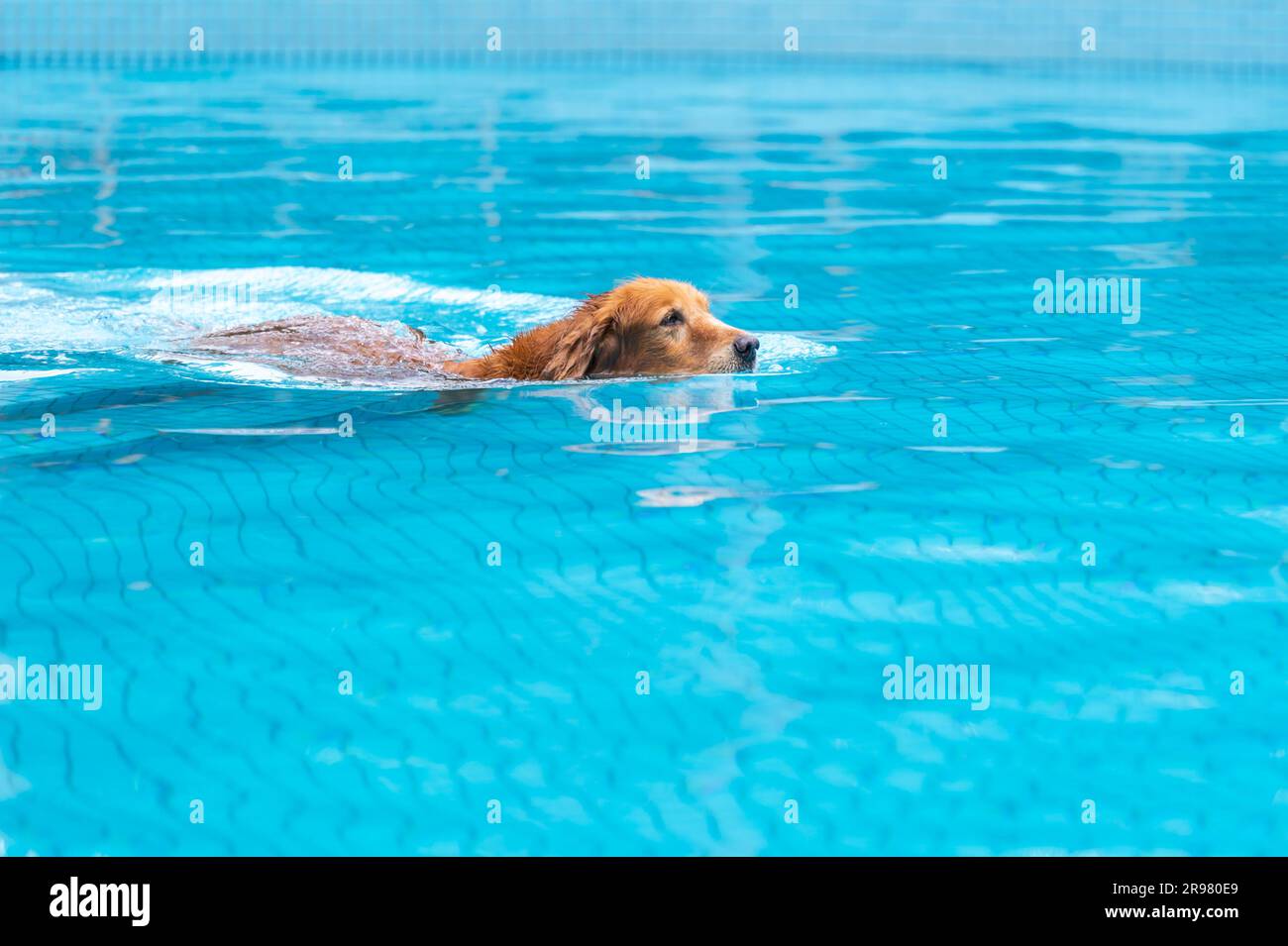 The Golden retriever swimming in the pool Stock Photo - Alamy