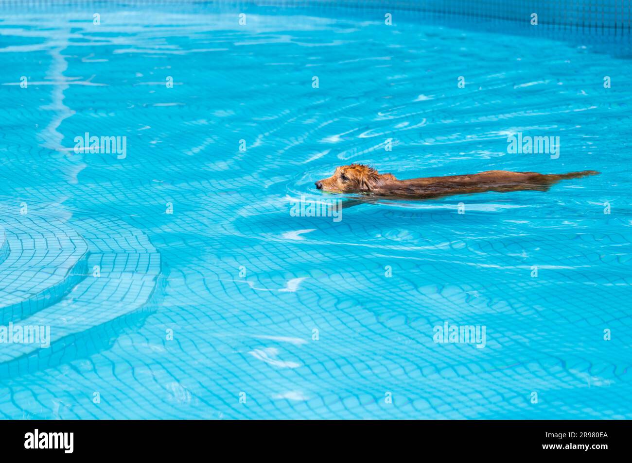 The Golden retriever swimming in the pool Stock Photo - Alamy