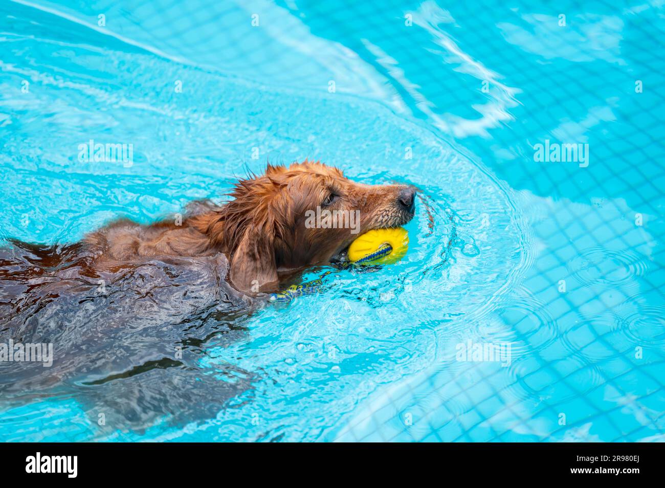 The Golden retriever swimming in the pool Stock Photo - Alamy