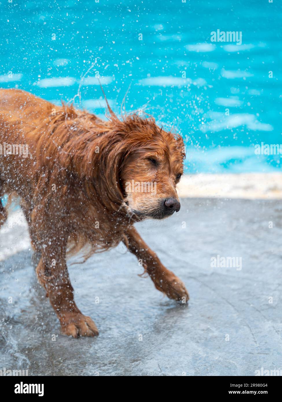 Wet golden retriever flicking water by the pool Stock Photo