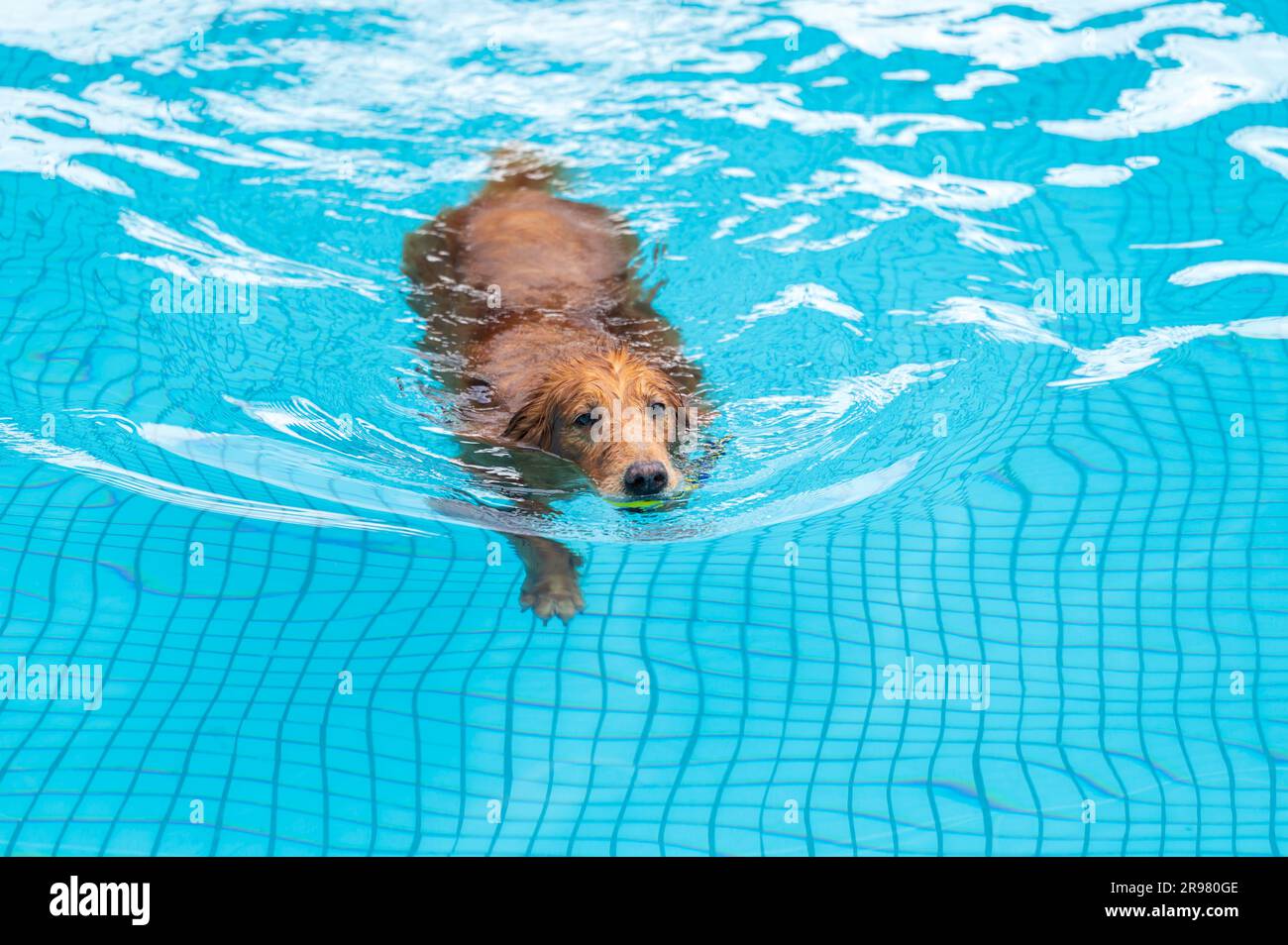 The Golden retriever swimming in the pool Stock Photo - Alamy