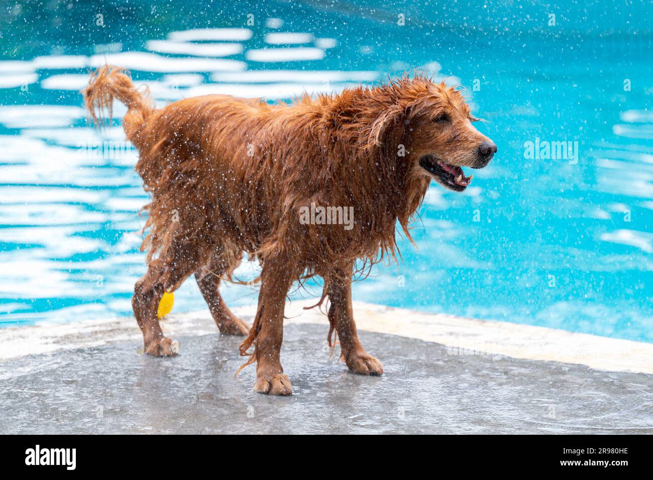 Wet golden retriever flicking water by the pool Stock Photo