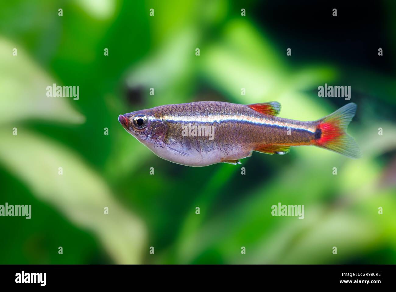 White cloud mountain minnow tanichthys albonubes hi-res stock photography  and images - Alamy