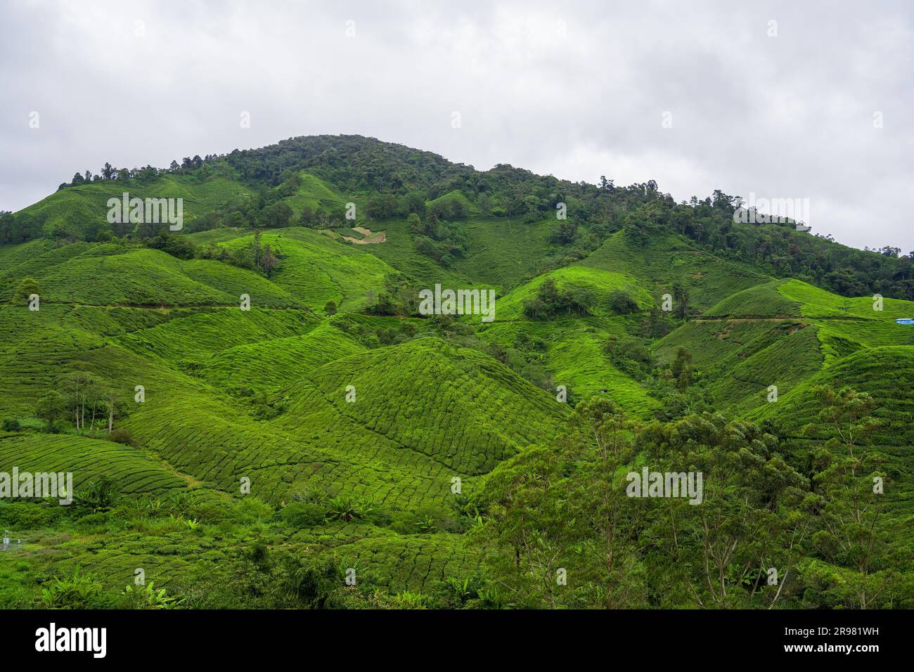 Tea plantation landscape in Cameron highlands, Malaysia. Green Tea garden mountain range. Ecological tea garden. Assam tea garden. Tea before harvest. Stock Photo