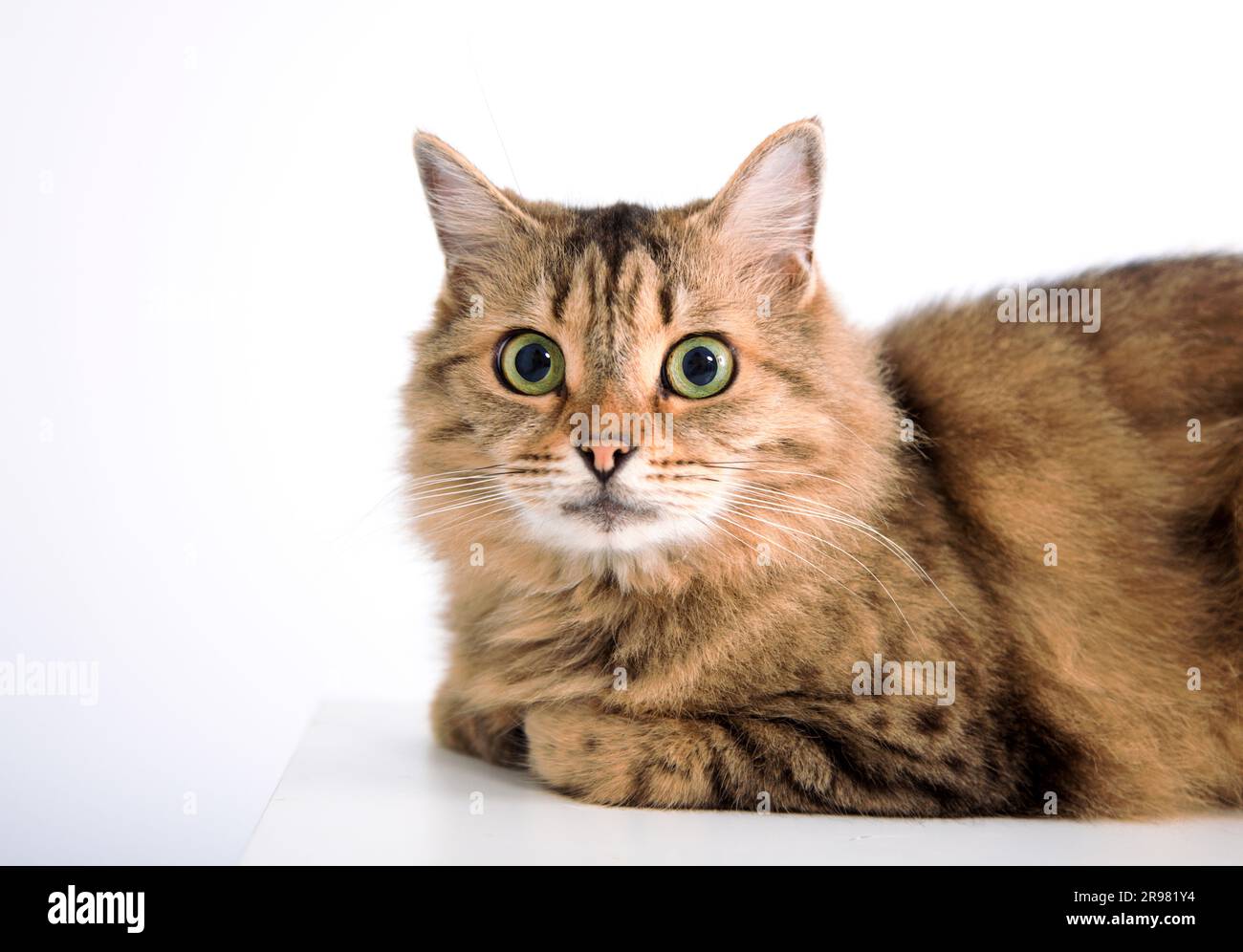 cat  looking at camera isolated on white background Stock Photo