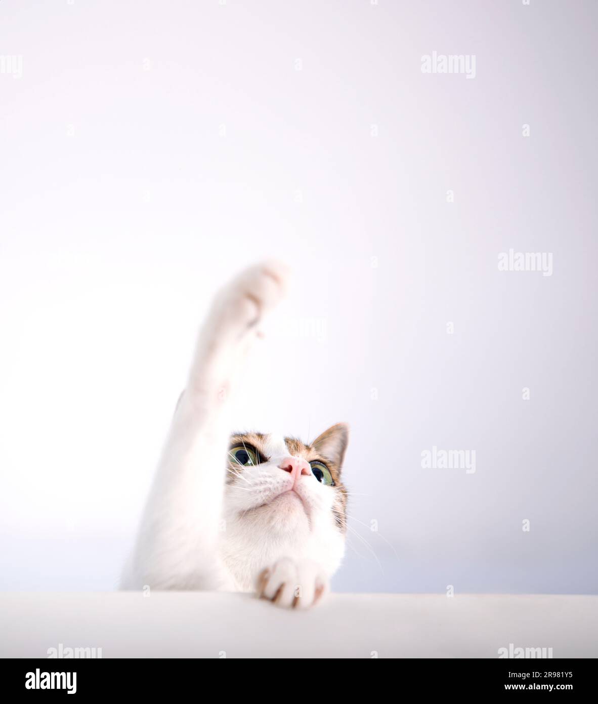 Cat trying to catch something by paws and looking up isolated on white