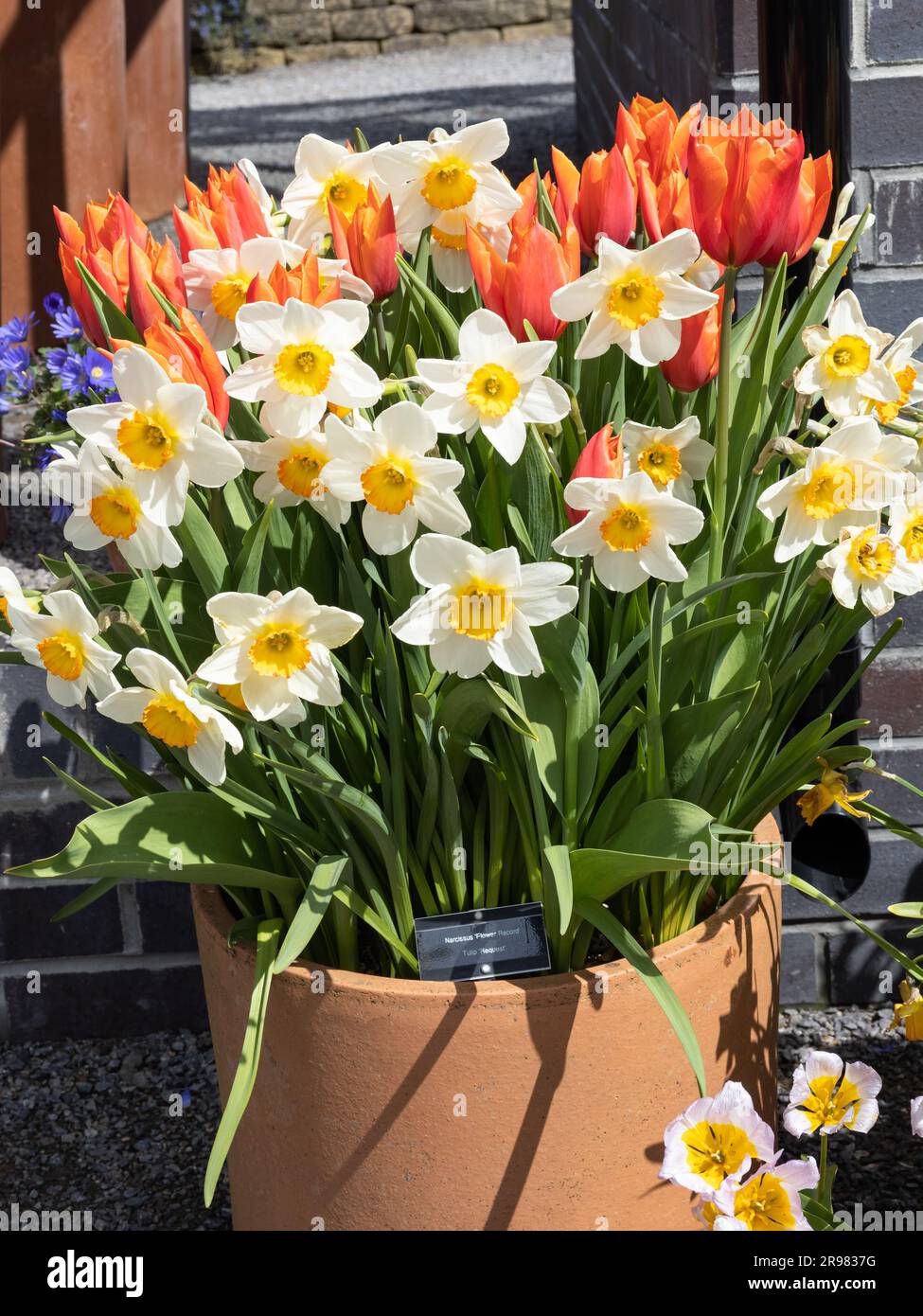 Narcissus  'Flower Record' and Tulip 'Request' Stock Photo