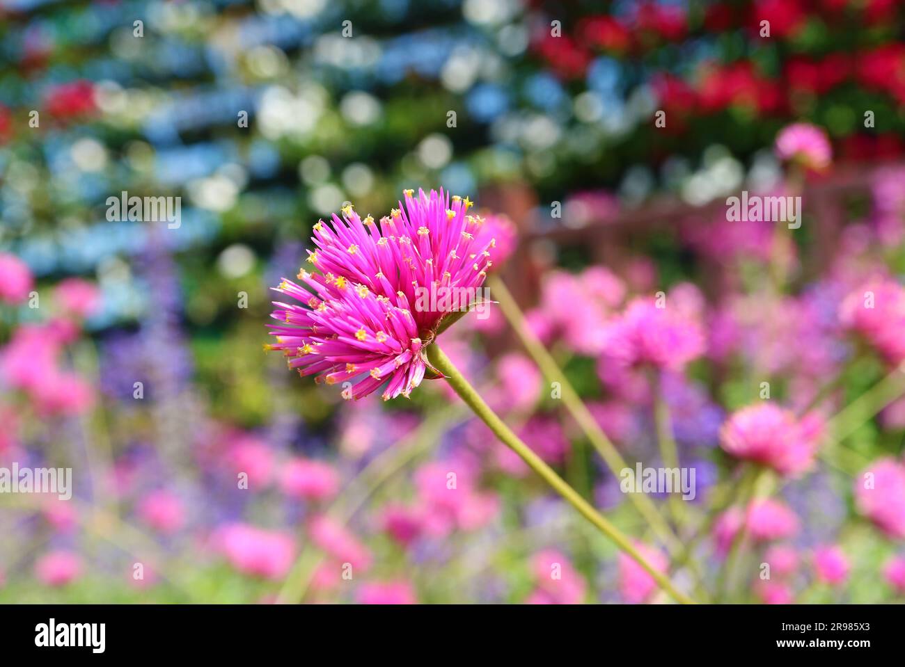 Closeup of Vibrant Color Gomphrena Pulchella or Firework Flower Stock Photo