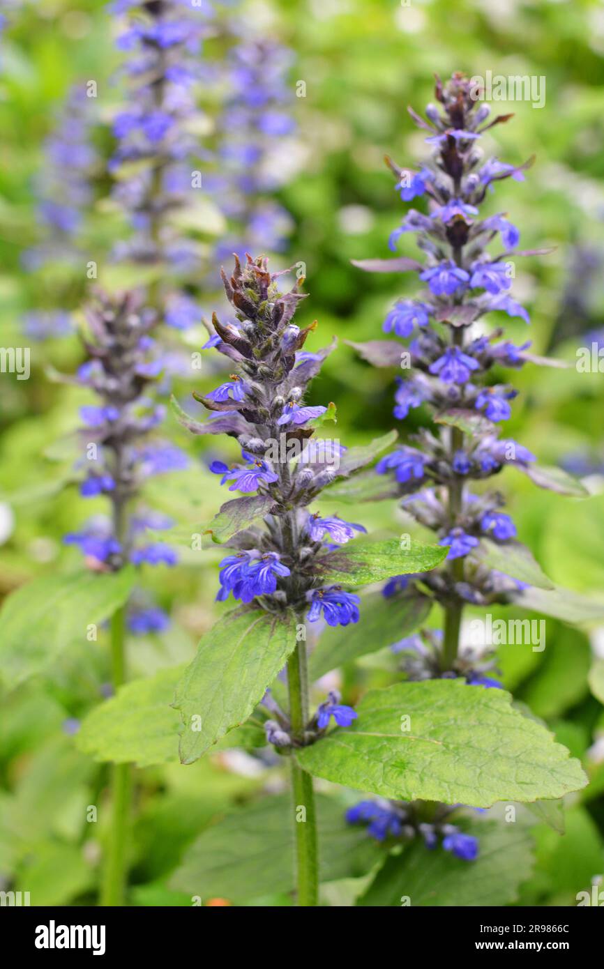 Ajuga reptans grows and blooms in herbs in the wild Stock Photo