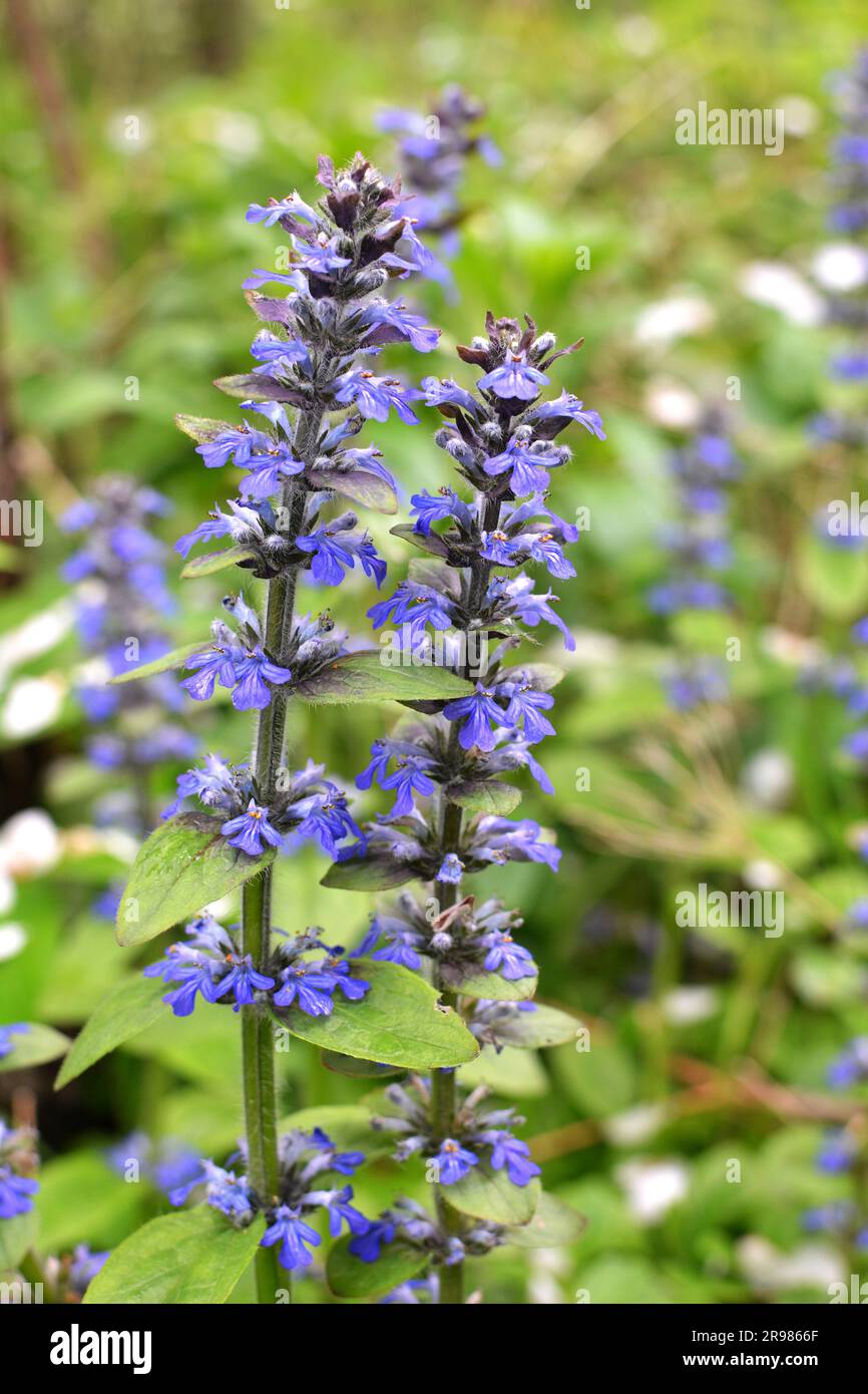 Ajuga reptans grows and blooms in herbs in the wild Stock Photo